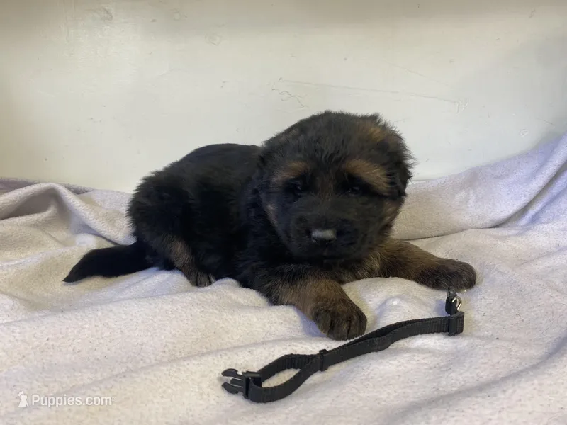 Black Stallion, a male German Shepherd Dog for sale in Manitowoc, WI – Photo 1 of 1