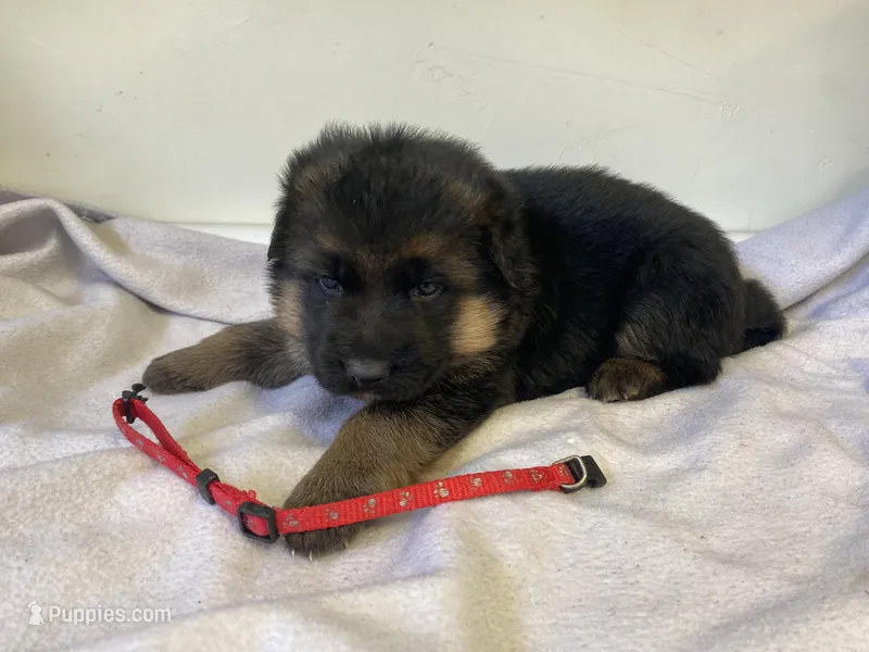 Red paw, a male German Shepherd Dog for sale in Manitowoc, WI – Photo 1 of 1