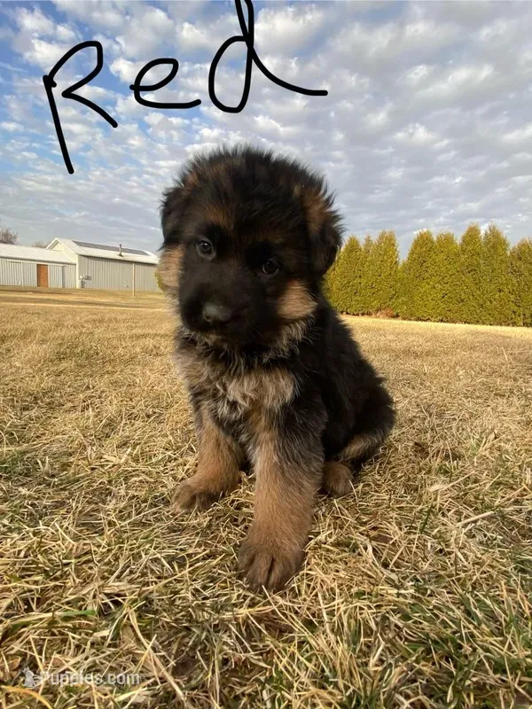 Red paw – German Shepherd Dog puppy for sale in Manitowoc, WI