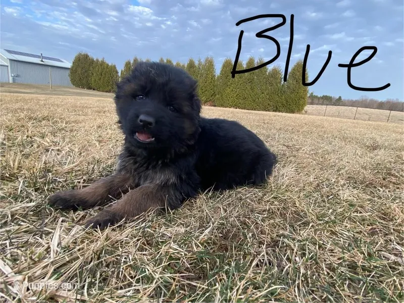 Blue paw – German Shepherd Dog puppy for sale in Manitowoc, WI