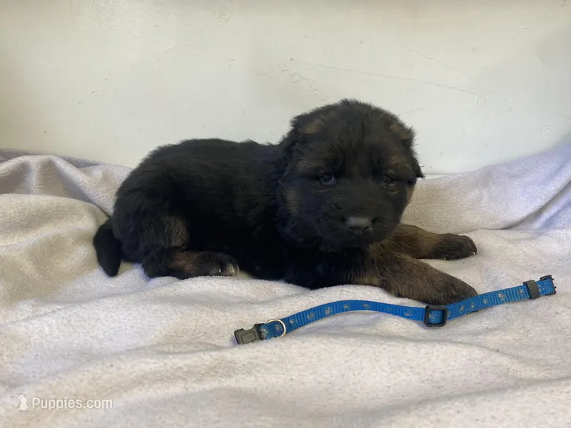 Blue paw, a male German Shepherd Dog for sale in Manitowoc, WI – Photo 1 of 1