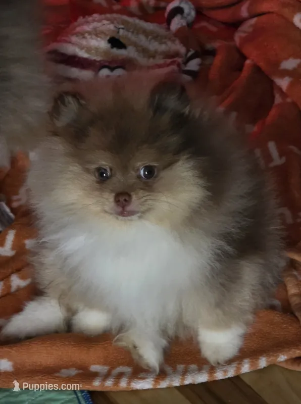 Ckc chocolate merle Marley  – Pomeranian puppy for sale in Fort Wayne, IN