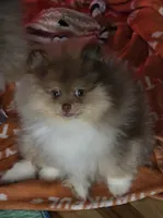 Ckc chocolate merle Marley , a male Pomeranian for sale in Fort Wayne, IN – 1 of 9