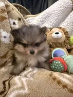 Buddy, a male Pomeranian for sale in Fort Wayne, IN – 3 of 3