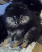 Akc champion pedigree blacky , a male Pomeranian for sale in Kendallville, IN – 2 of 4