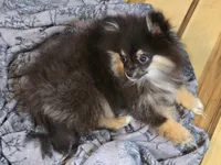 Akc. Champion pedigree macy, a female Pomeranian for sale in Kendallville, IN – 3 of 3