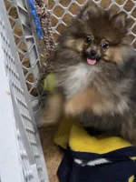 Alc champion pedigree willow, a female Pomeranian for sale in Kendallville, IN – 6 of 6