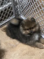 Akc champion pedigree minnie , a female Pomeranian for sale in Kendallville, IN – 5 of 5