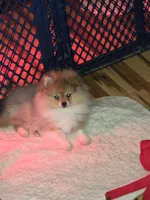Ckc tiny teddy bear face bear, a male Pomeranian for sale in Fort Wayne, IN – 5 of 5