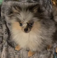 Aca  champion pedigree tiny blue merle blue eyed  harley, a male Pomeranian for sale in Kendallville, IN – 2 of 7