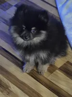 Akc champion pedigree molly , a female Pomeranian for sale in Kendallville, IN – 1 of 4
