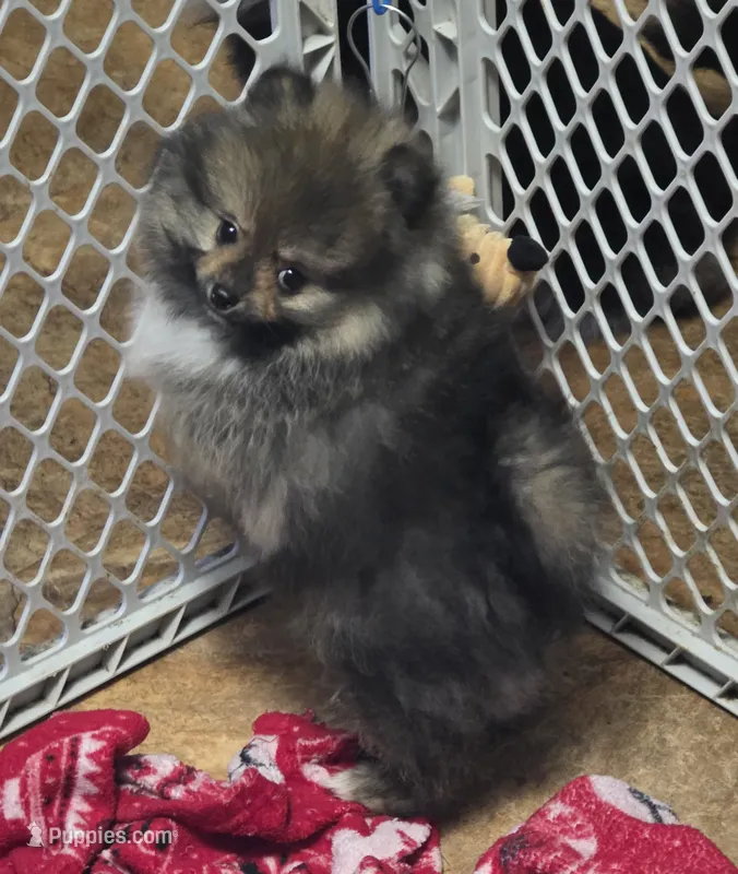 Akc grand champion pedigree buffy  – Pomeranian puppy for sale in Kendallville, IN