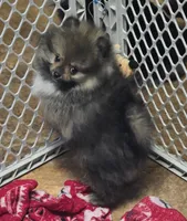 Akc grand champion pedigree buffy , a female Pomeranian for sale in Kendallville, IN – 1 of 4