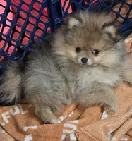 Ckc tiny teddy bear face dolly, a female Pomeranian for sale in Fort Wayne, IN – Photo 6 of 6
