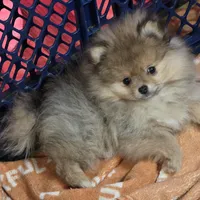 Ckc tiny teddy bear face dolly, a female Pomeranian for sale in Fort Wayne, IN – Photo 5 of 6