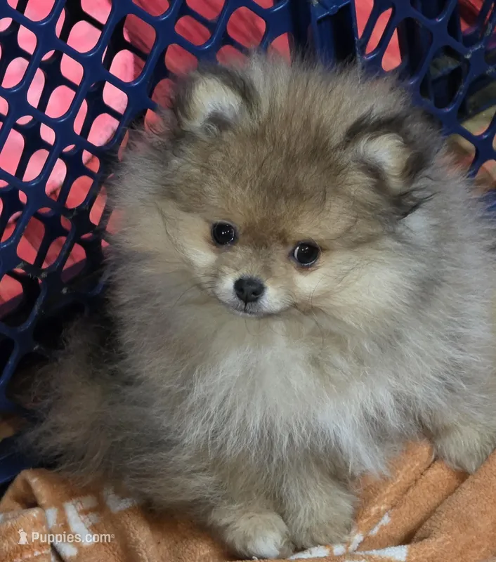 Ckc tiny teddy bear face dolly – Pomeranian puppy for sale in Fort Wayne, IN