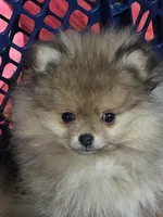 Ckc tiny teddy bear face dolly, a female Pomeranian for sale in Fort Wayne, IN – Photo 2 of 6