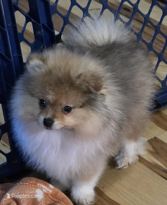 Ckc teddy bear bo  – Pomeranian puppy for sale in Fort Wayne, IN