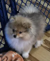 Ckc teddy bear bo , a male Pomeranian for sale in Fort Wayne, IN – Photo 2 of 5