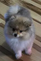 Ckc teddy bear bo , a male Pomeranian for sale in Fort Wayne, IN – Photo 5 of 5