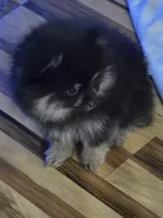Akc champion pedigree molly , a female Pomeranian for sale in Kendallville, IN – 6 of 7