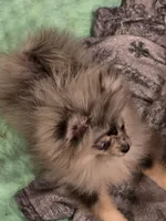 Akc champion pedigree tiny merle girl dolly , a female Pomeranian for sale in Kendallville, IN – 4 of 4