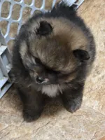 Akc champion pedigree dolly, a female Pomeranian for sale in Fort Wayne, IN – 3 of 3