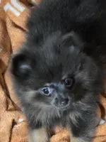 Aca beautiful blue and tan tiny sammy, a female Pomeranian for sale in Kendallville, IN – 2 of 4