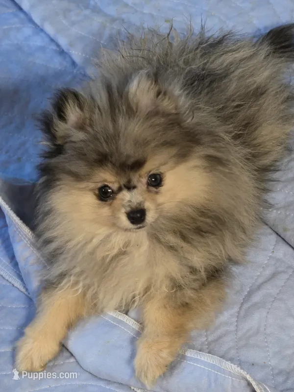 Akc champion pedigree max – Pomeranian puppy for sale in Kendallville, IN