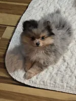 Akc champion pedigree max, a male Pomeranian for sale in Fort Wayne, IN – 3 of 4