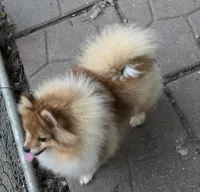 Ckc champion pedigree max , a male Pomeranian for sale in Kendallville, IN – 3 of 4