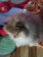 Ckc chocolate merle Marley , a male Pomeranian for sale in Fort Wayne, IN – 9 of 9