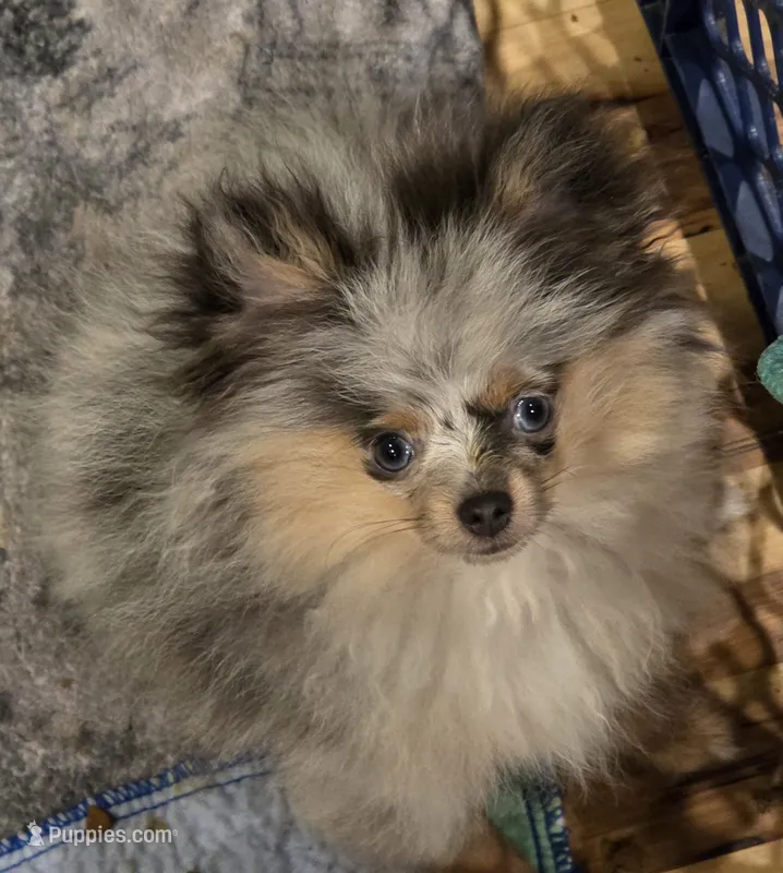 Aca tiny blue merle harley – Pomeranian puppy for sale in Kendallville, IN