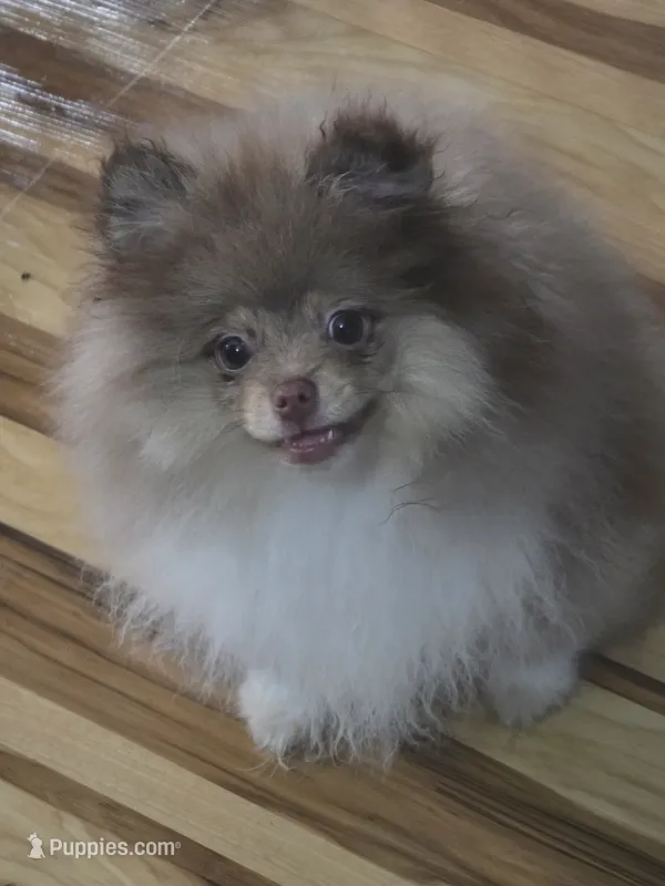 Ckc champion pedigree max  – Pomeranian puppy for sale in Fort Wayne, IN