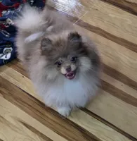 Ckc champion pedigree Toby , a male Pomeranian for sale in Fort Wayne, IN – 4 of 5