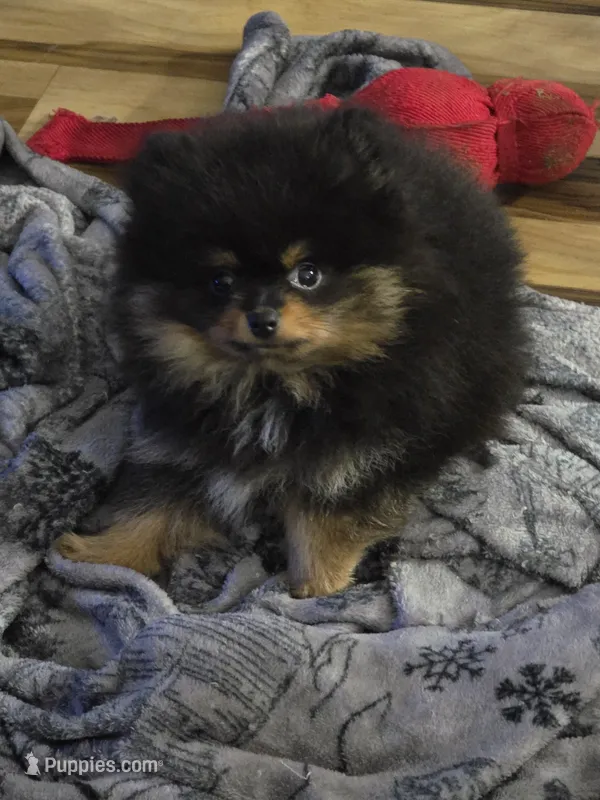 Akc champion pedigree bow – Pomeranian puppy for sale in Kendallville, IN