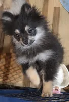 Akc. Champion pedigree macy, a female Pomeranian for sale in Kendallville, IN – 1 of 3