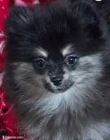 Akc champion pedigree molly , a female Pomeranian for sale in Kendallville, IN – 1 of 3