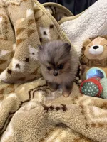 Jenny, a female Pomeranian for sale in Fort Wayne, IN – 1 of 2
