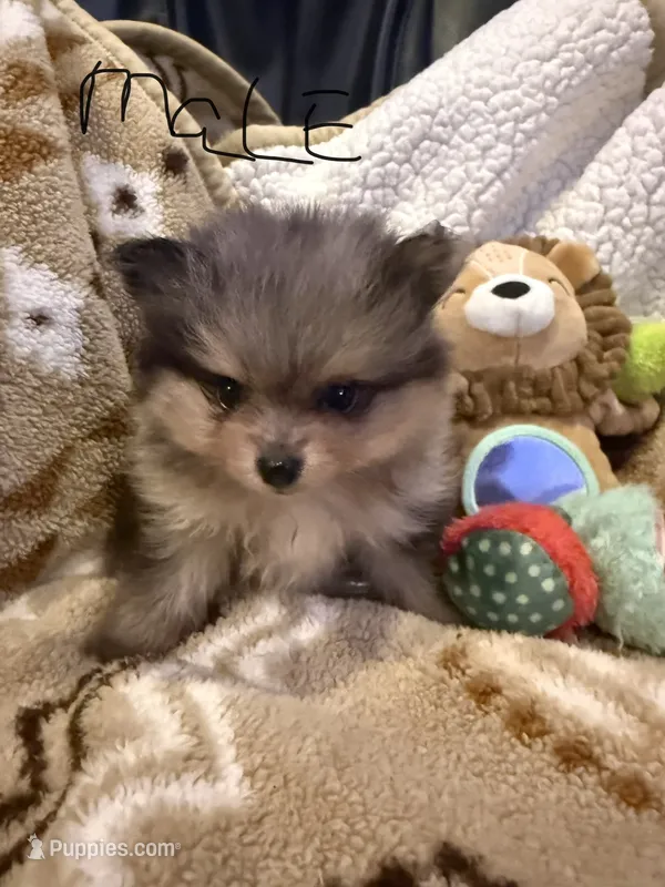 Buddy – Pomeranian puppy for sale in Fort Wayne, IN