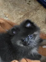 Aca champion pedigree Sammy, a female Pomeranian for sale in Kendallville, IN – 5 of 5