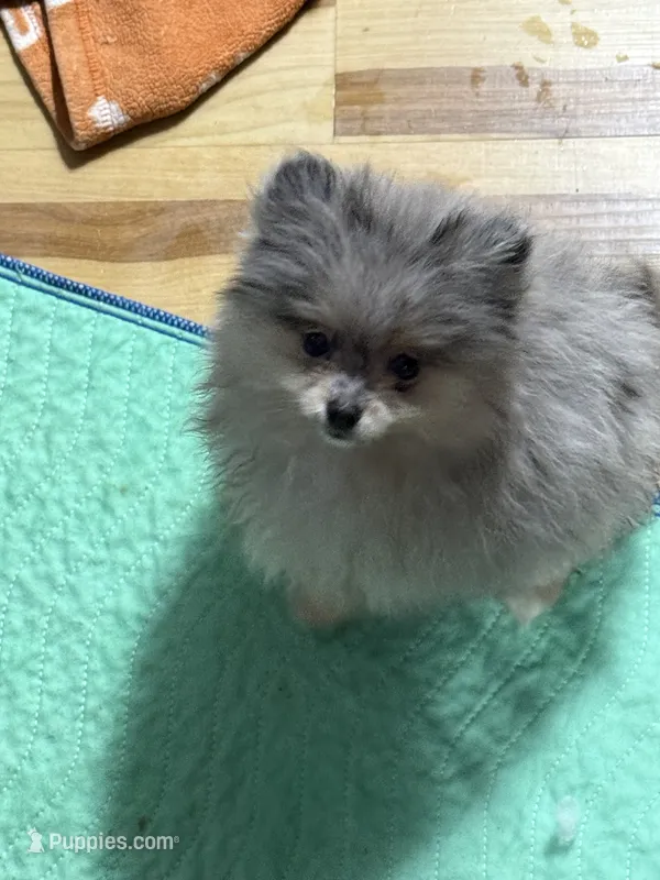 Akc max  – Pomeranian puppy for sale in Fort Wayne, IN