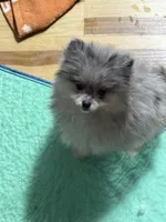 Akc max , a male Pomeranian for sale in Fort Wayne, IN – 1 of 3