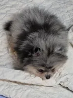 Akc champion pedigree Denny, a male Pomeranian for sale in Fort Wayne, IN – 3 of 3