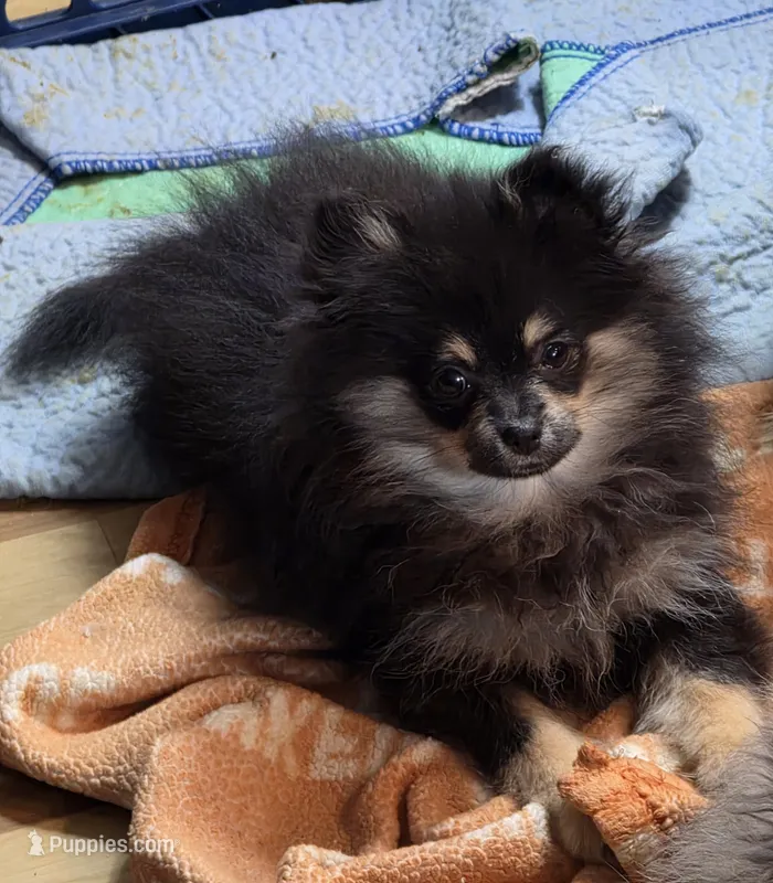 Akc champion pedigree maddy – Pomeranian puppy for sale in Kendallville, IN