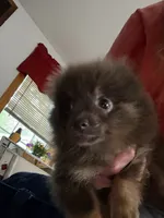 Blue , a male Pomeranian for sale in Fort Wayne, IN – 2 of 3