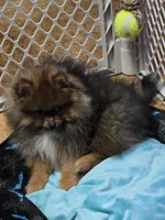 Akc champion pedigree teddy bear Pomeranian willow, a female Pomeranian for sale in Kendallville, IN – 4 of 5