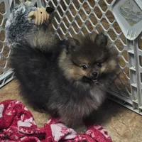 Akc grand champion pedigree minnie, a female Pomeranian for sale in Kendallville, IN – 3 of 6