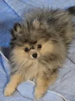 Akc champion pedigree jax, a male Pomeranian for sale in Kendallville, IN – 1 of 5