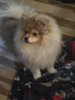 Ckc champion pedigree teddy , a male Pomeranian for sale in Fort Wayne, IN – 2 of 4